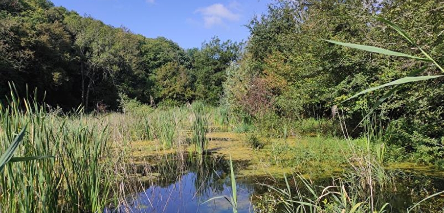 Réserve naturelle de l'étang de Grand-Lemps, à 23 minutes du camping Détente et Clapotis